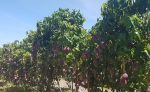 MANGA/CEPEA: Preço da palmer cai na região de Monte Alto/Taquaritinga