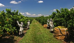 CITROS/CEPEA: Geração de emprego na citricultura aumenta em 2023