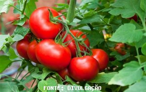 TOMATE/CEPEA: A tempestade perfeita para a queda nos preços do tomate!