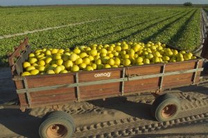 MELÃO/CEPEA: Preço do amarelo sobe nas regiões produtoras