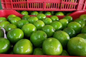 CITRUS/CEPEA: Tahiti lime prices reach 90.00 BRL/box