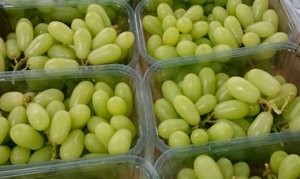 UVA/CEPEA: Brasil recebe primeira carga de uvas egípcias