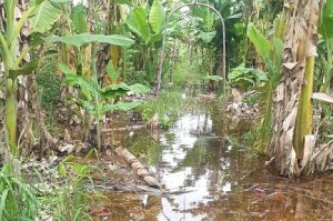 BANANA/CEPEA: Chuvas afetam importantes regiões produtoras