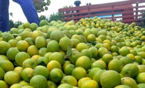 CITRUS/CEPEA: Estimates are revised down, but higher production is confirmed for 19/20