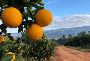 CITRUS/CEPEA: Lower supply should underpin pear orange prices in August