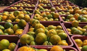 CITROS/CEPEA: Colheita de tangerina poncã deve se encerrar em julho em SP