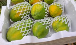 MAMÃO/CEPEA: Baixo calibre e concorrência com outras frutas afetam vendas na Ceagesp