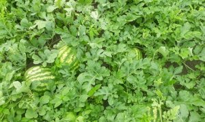 WATERMELON/CEPEA: Seeds are missing in Goiás state