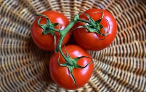 HORTIFRUTI/CEPEA: Cientistas transformam tomates em uma rica fonte de vitamina D