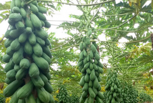 MAMÃO/CEPEA: Frutas estão levando mais tempo para maturar