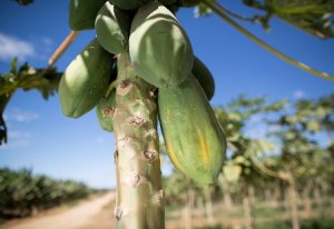 PAPAYA/CEPEA: Exports signal recovery in August