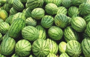 WATERMELON/CEPEA: Exports to Europe might be favored