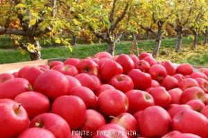 MAÇÃ/CEPEA: Frutas se valorizam com saída de ofertantes