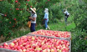 MAÇÃ/CEPEA: Frutas de 'rapa de colheita' bagunçam o mercado