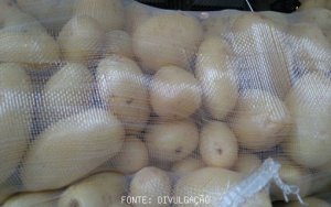 POTATO/CEPEA: With leftovers and weak demand, prices go down in wholesales