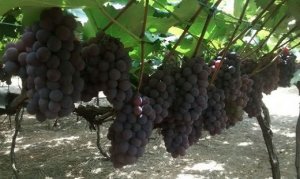 Producers of table grapes prepares for Christmas