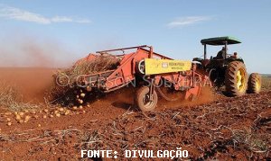 BATATA/CEPEA: Intensificação da colheita causa queda significativa nas cotações