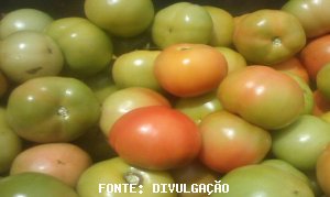 TOMATE/CEPEA: Frio controla a maturação dos frutos
