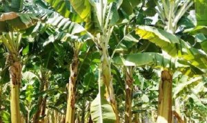 BANANA/CEPEA: Ritmo de colheita da nanica deve aumentar em fevereiro