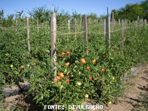 TOMATE/CEPEA: Com a safra de verão ainda mais próxima do fim, tomate se valoriza pela segunda semana seguida