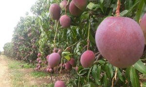 MANGO/CEPEA: Prices for the Tommy variety are below production costs for the first time in 2022