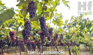 UVA/CEPEA: Fruta de Pirapora se valoriza