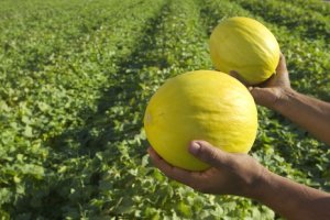 MELON/CEPEA: Main harvest starts with good prices in Vale