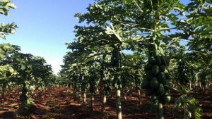 Formosa variety appreciated 130% in Bahia