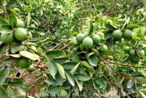 CITRUS/CEPEA: Rains may anticipate higher supply of tahiti lime to October