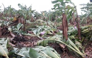 BANANA/CEPEA: Vendavais afetam bananais em SP e SC