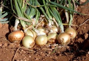 CEBOLA/CEPEA: Colheita em Mossoró se inicia neste mês