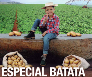 BATATA/CEPEA: Custo de produção da batata à indústria de chips