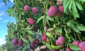 MANGA/CEPEA: Frutas de SP começam a interferir nos preços nacionais