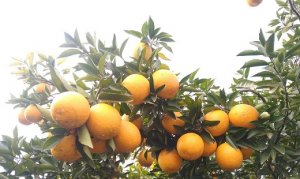 CITROS/CEPEA: Mesmo com baixa procura, oferta restrita mantém preço da laranja em alta
