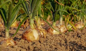CEBOLA/CEPEA: Produção de cebola da Espanha cai 40% em 2022