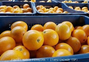 CITRUS/CEPEA: Late oranges supply increases in SP