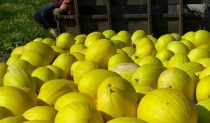 MELÃO/CEPEA: Preços de amarelo sobem nas regiões produtoras