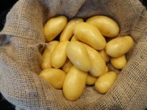Activities of potato planting to water crop season starts