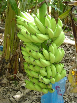 Extinção da banana?