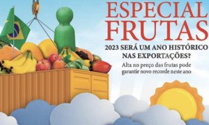 FRUTAS/CEPEA: Abacate vem ganhando espaço como uma das frutas mais exportadas pelo Brasil