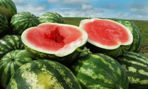 MELANCIA/CEPEA: Com problemas de escoamento, fruta se desvaloriza no RS