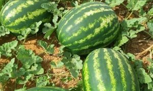 MELANCIA/CEPEA: Preços da melancia em GO e no TO caem após semana em alta