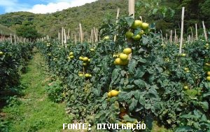 TOMATE/CEPEA: Mesmo com clima mais quente, o volume de tomates não esteve elevado