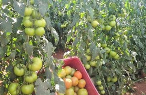 HORTIFRUTI/CEPEA: Perfil da produção dos tomates tutorado e rasteiro no BR
