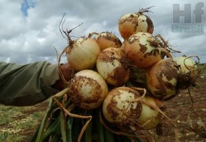 ONION/CEPEA: Heat affects production and prices fall