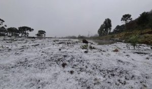 MAÇÃ/CEPEA: Chuvas preocupam produtores de SC