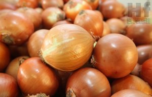 ONION/CEPEA: September starts with raising prices