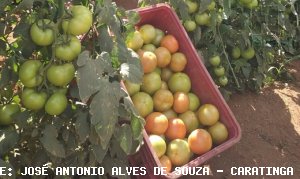 TOMATE/CEPEA: Semana começa animada para tomaticultores!