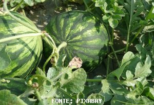OVERVIEW 2019: Watermelon