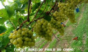 UVA/CEPEA: Frutas de Marialva têm baixa rotatividade